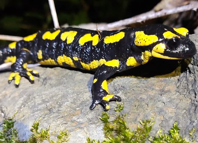 Exemplar de 'Salamandra salamandra'. Autor: Fèlix Amat / MCNG