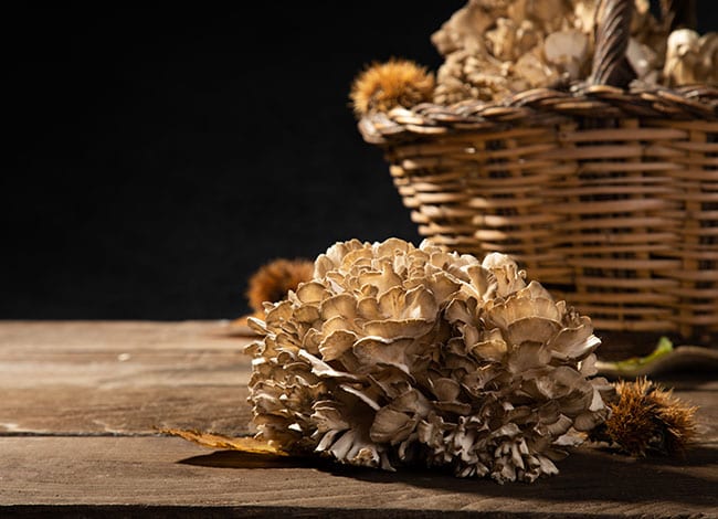 Gírgola de castanyer. Autor: Bolet Ben Fet