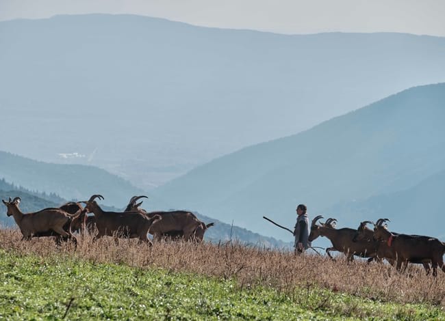 Activitat ramadera al Montseny. Autor: Oriol Clavera