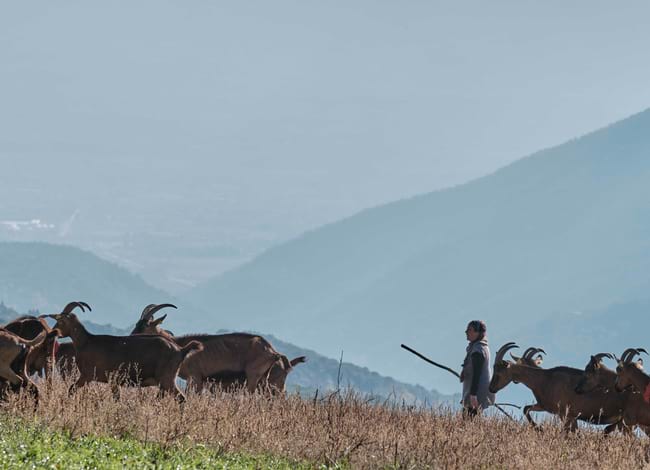 Ramat de cabres de Formatgeria del Montseny. Autor: Oriol Clavera