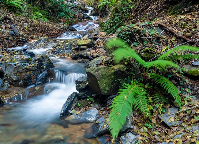 Detall d'una riera del Parc Natural del Montseny. Autor: Iñaki Relanzón
