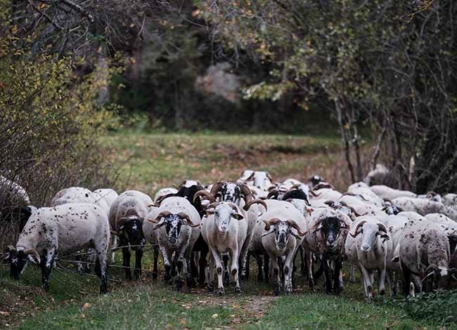 Ramat d'ovelles al Parc Natural del Montseny. Autor: Oriol Clavera