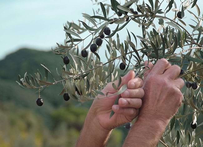 Oliveres del Salar d'Arbúcies, al Montseny. Autor: Parc a taula