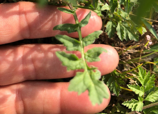 Al llarg de la passejada es descobriran plantes amb diversos usos per a la vida quotidiana. Autoria: Elena Sixto