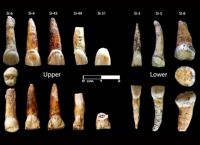 Figura de les restes dentals neandertals dels tres individus publicades a la revista Frontiers in Earth Science. Autor: MNCN-CSIC / IPHES-CERCA / Frontiers in Earth Science