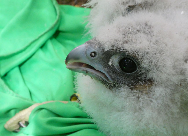 Imatge de primer pla d'un exemplar de falcó pelegrí. Autoria: XPN