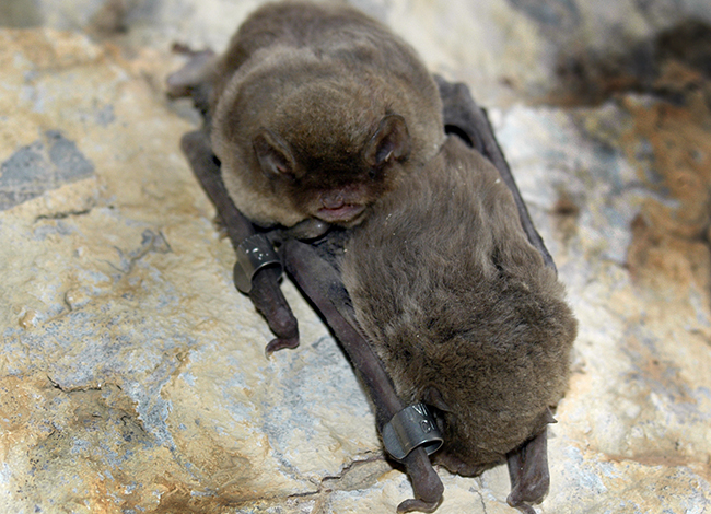 L'anellament del ratpenat recapturat es va produir fa divuit anys al Parc Natural de Sant Llorenç. Autoria: Dr. Jordi Serra-Cobo