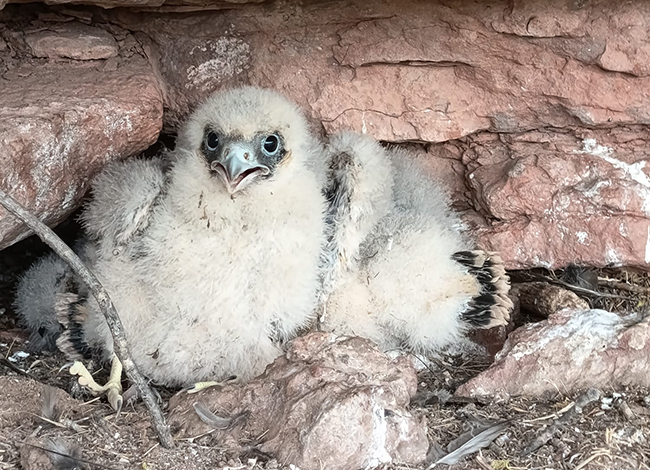 Polls de falcó mostatxut del niu de Can Vives, Vacarisses. Autoria: Agents rurals
