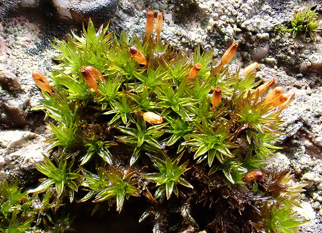 Orthotrichum anomalum. © Elena Ruiz