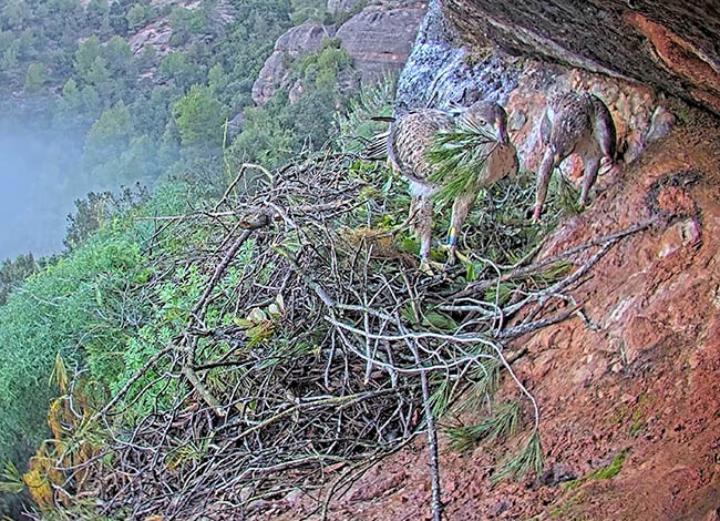 La parella preparant el niu. Imatge: Miranatura