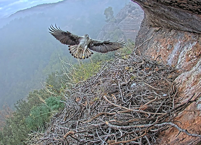 Àguila perdiguera al Parc Natural de Sant Llorenç del Munt i l'Obac. Autor: Miranatura