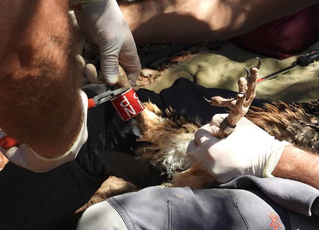 Anellament dels aufranys. Autor: IRBIO UB