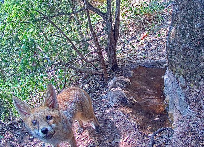 Una guineu mirant la càmera. Autor: Miranatura