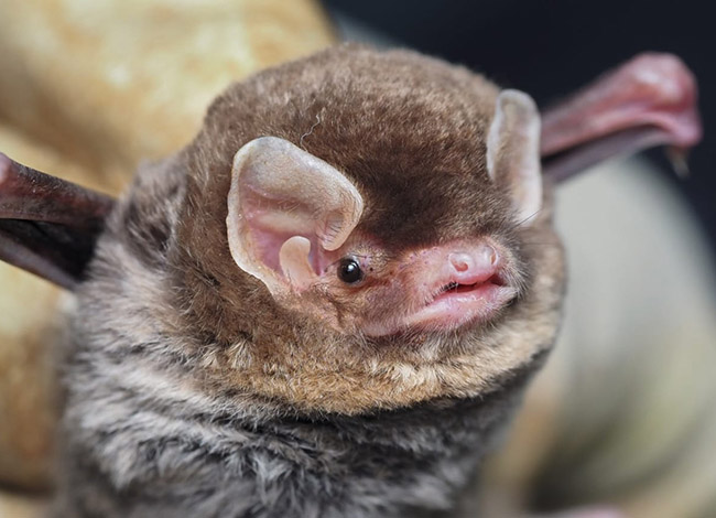 Exemplar de ratpenat de cova © Marc López-Roig / Areambiental