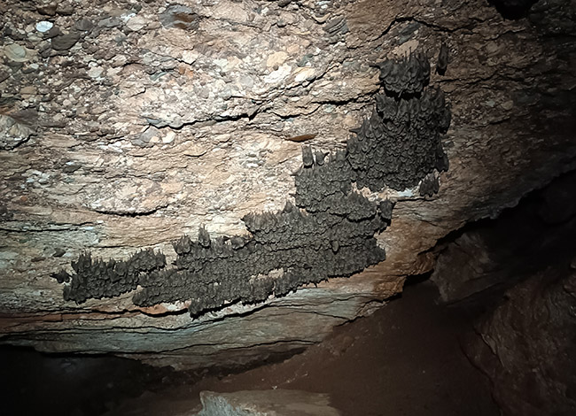 La colònia de ratpenats de l'avenc del Daví. © Marc López-Roig / Areambiental