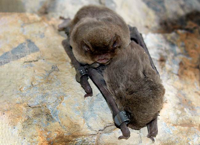 Ratpenat de cova. Autor: Jordi Serra Cobo