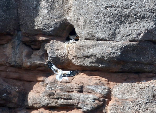 L'aufrany entrant al niu. Autor: Miranatura