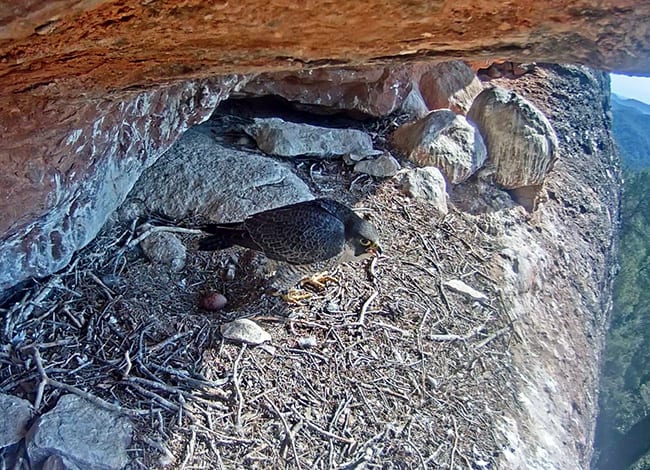 La femella només ha post un ou. Autor: Miranatura