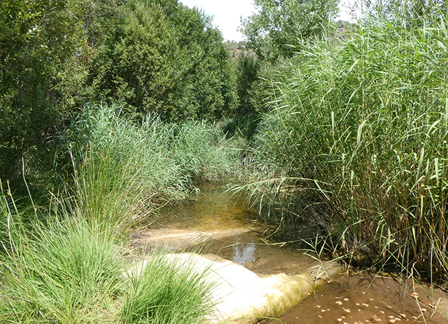 El riu Ripoll, a Castellar del Vallès. Autor: XPN
