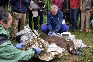 Investigadors injectant la vacuna. Autor: M. Badia / Aj. Matadepera