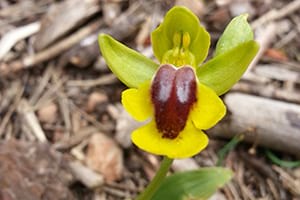 IX Trobada d'Estudiosos. Autor: XPN