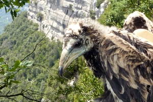 Aufrany. Autor: Equip de Biologia de la Conservació de la UB