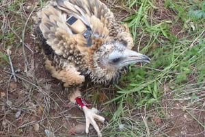 Aufrany. Autor: Equip Biologia Conservació UB