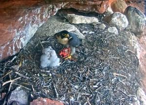 Femella paixent els polls. Autor: Miranatura