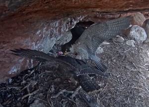 Polls de falcó pelegrí. Autor: Miranatura