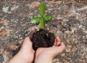 L'últim infant dels boscos. Autor: Rossinyol Nou