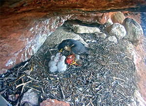 Un moment de l'alimentació dels polls.<br />Autor: Miranatura