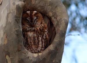 Cabrota o gamarús. Autor: Jaume Campderròs