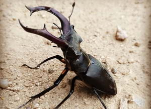 Escanyapolls. Autor: Jordi Caba / XPN