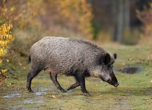 Exemplar de senglar.<br />Autor: Projecte senglar PN Sant Llorenç