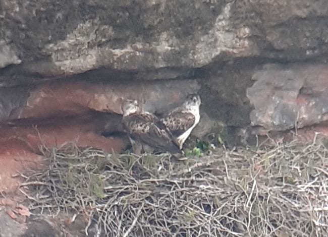 La parella d'àguiles cuabarrades, vistes al niu.<br /> Autor: XPN