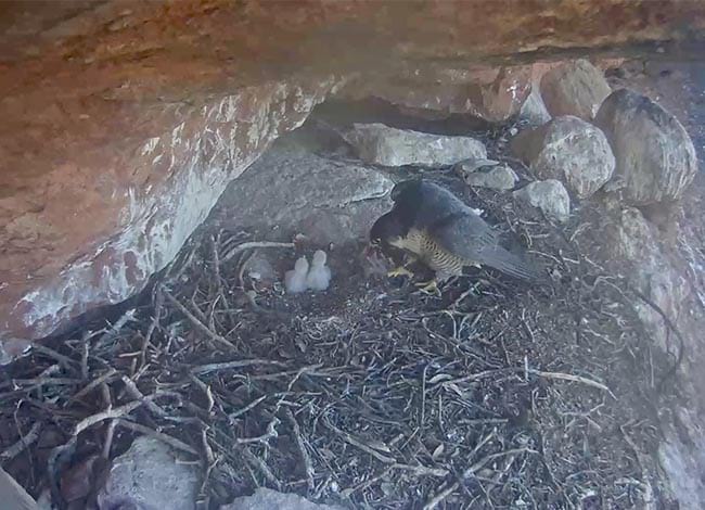 El falcó amb els tres pollets. Autor: Miranatura