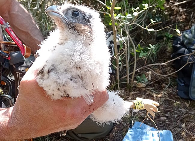Un dels cinc pollets de falcó pelegrí anellats.<br />Autor: Marcos Antonio Barba