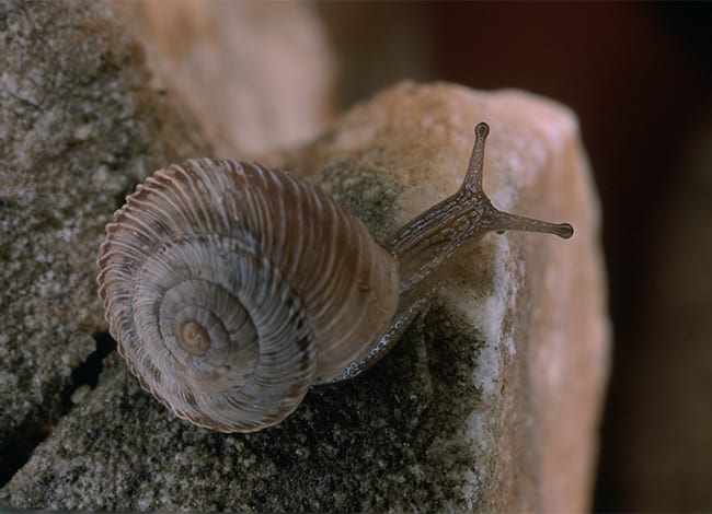 Un cargol 'Xerocrassa montserratensis' al Parc Natural de Sant Llorenç del Munt i l'Obac. Autor: Vicenç Bros