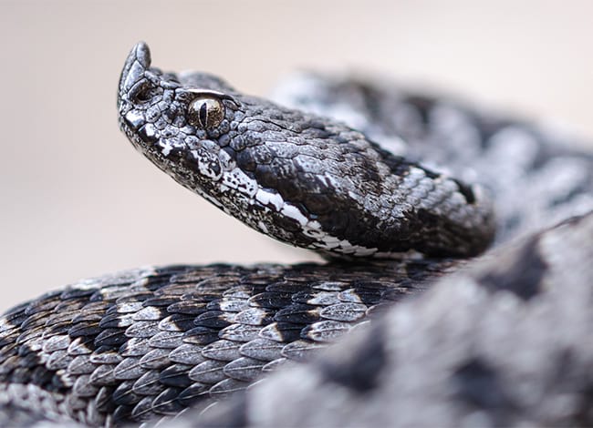 Rèptil escatós. Autor: Societat Catalana d'Herpetologia