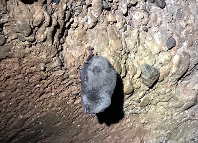 Exemplar de ratpenat de cova al Parc Natural de Sant Llorenç del Munt i l'Obac. Autor: XPN