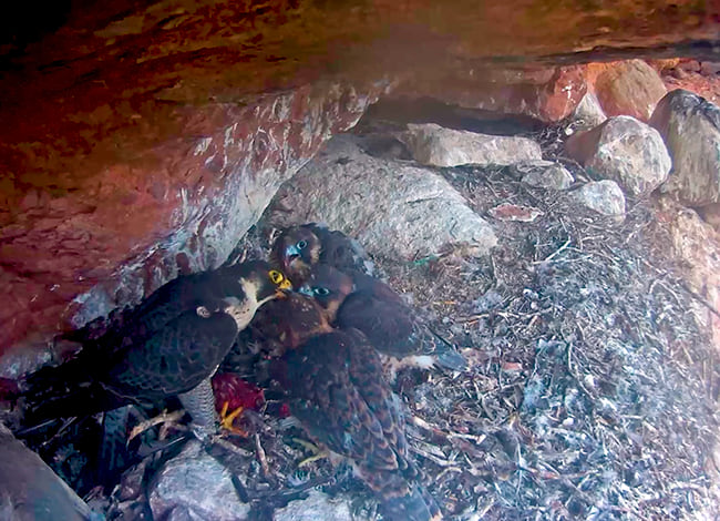 Els falcons, ja amb el plomatge fosc, rebent aliment d'un progenitor. Autor: Miranatura