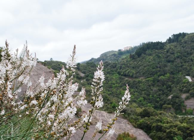 Vistes de l'Oficina del Parc Natural. La Mata des dels Cortins, a Mura. Autor: XPN