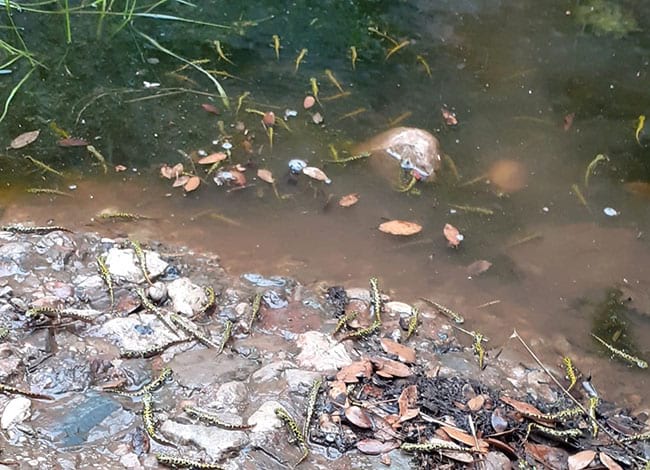 Alguns dels tritons de la bassa artificial. Autor: XPN