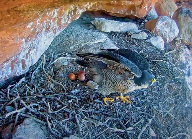 La femella de falcó pelegrí, amb els tres ous.<br />Autor: Miranatura