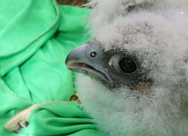 Un dels pollets anellats. Autor: XPN