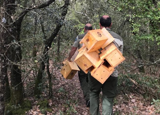 Guardes del Parc Natural de Sant Llorenç instal·lant caixes refugi. Autor: XPN
