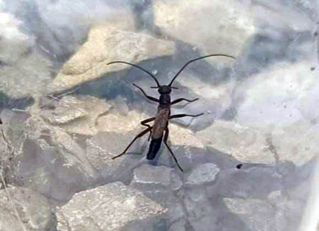 Imatge de l'insecte plecòpter 'Tyrrhenoleuctra'. Autor: José María Fernández-Calero