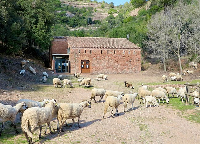 Ramat pasturant a l'exterior de la Pahissa del Marquet. Autora: Ester Xargay