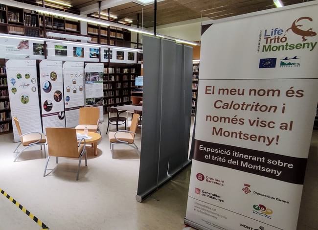 Detall de la mostra sobre el tritó del Montseny. Autor: Biblioteca de Matadepera