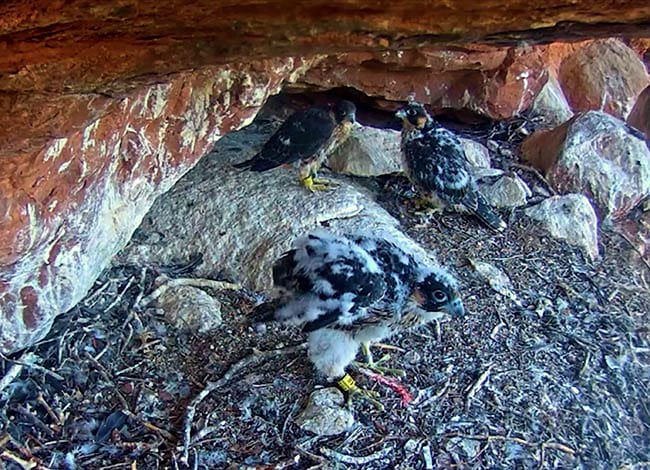 Imatge dels polls volanders captada per la càmera web. Autor: Miranatura